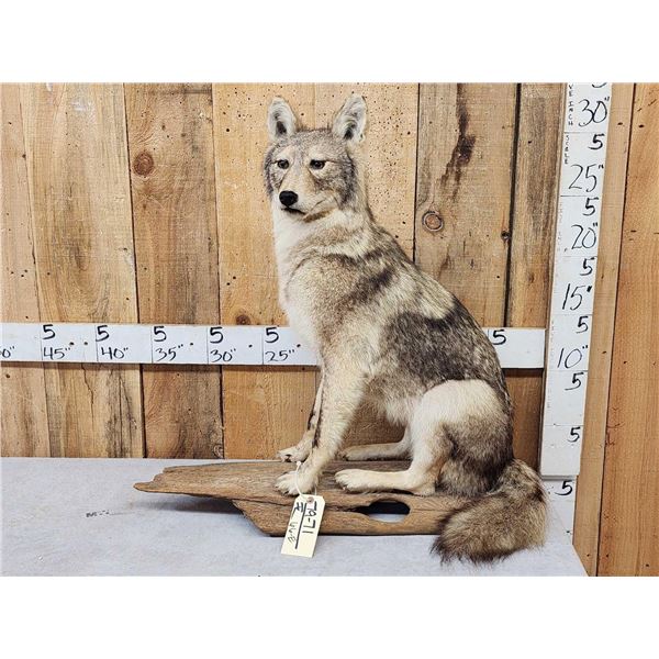 Coyote Full Body Taxidermy Mount