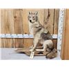 Image 1 : Coyote Full Body Taxidermy Mount