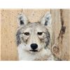 Image 2 : Coyote Full Body Taxidermy Mount
