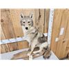 Image 3 : Coyote Full Body Taxidermy Mount