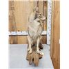 Image 4 : Coyote Full Body Taxidermy Mount