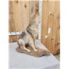 Image 5 : Coyote Full Body Taxidermy Mount