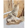 Image 6 : Coyote Full Body Taxidermy Mount