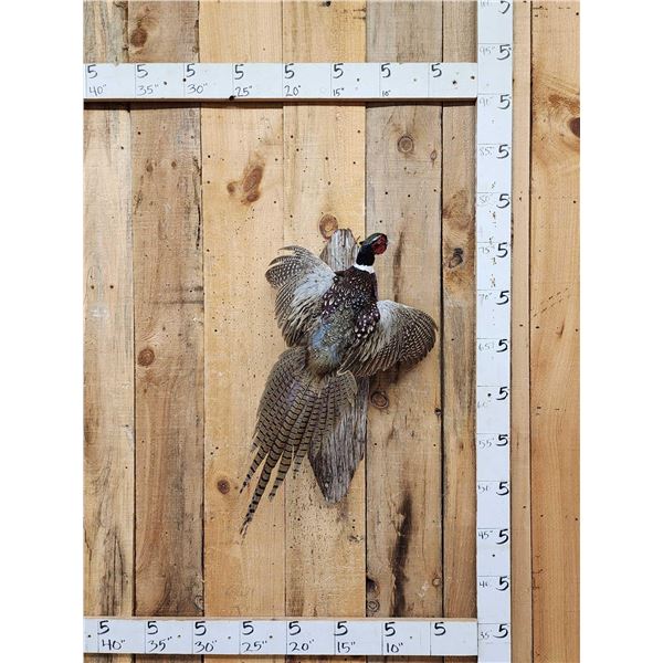 Ringneck Pheasant In Flight Bird Taxidermy
