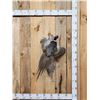 Image 1 : Ringneck Pheasant In Flight Bird Taxidermy