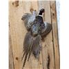 Image 2 : Ringneck Pheasant In Flight Bird Taxidermy