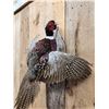 Image 3 : Ringneck Pheasant In Flight Bird Taxidermy