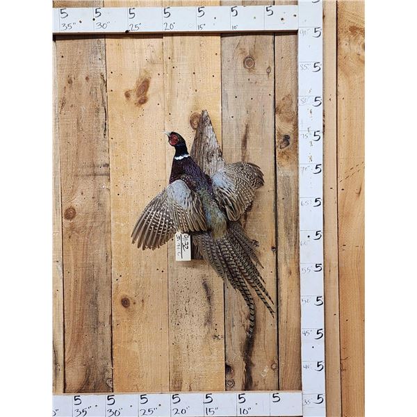 Ringneck Pheasant In Flight Bird Taxidermy