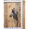 Image 1 : Ringneck Pheasant In Flight Bird Taxidermy
