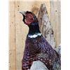 Image 3 : Ringneck Pheasant In Flight Bird Taxidermy