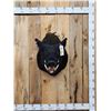 Image 1 : BIG Wild Boar Hog Shoulder Mount Taxidermy