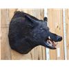 Image 2 : BIG Wild Boar Hog Shoulder Mount Taxidermy