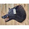 Image 3 : BIG Wild Boar Hog Shoulder Mount Taxidermy
