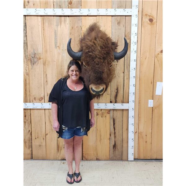 American Bison Buffalo Shoulder Mount Taxidermy