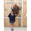 Image 1 : American Bison Buffalo Shoulder Mount Taxidermy