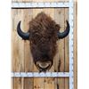 Image 2 : American Bison Buffalo Shoulder Mount Taxidermy