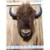 Image 3 : American Bison Buffalo Shoulder Mount Taxidermy