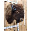 Image 4 : American Bison Buffalo Shoulder Mount Taxidermy