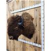 Image 5 : American Bison Buffalo Shoulder Mount Taxidermy