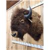 Image 6 : American Bison Buffalo Shoulder Mount Taxidermy