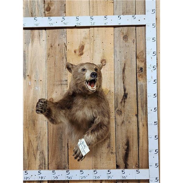 Brown Phase Black Bear Half Body Taxidermy Mount