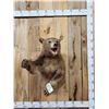 Image 1 : Brown Phase Black Bear Half Body Taxidermy Mount