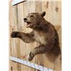 Image 2 : Brown Phase Black Bear Half Body Taxidermy Mount