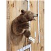 Image 3 : Brown Phase Black Bear Half Body Taxidermy Mount