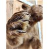 Image 4 : Brown Phase Black Bear Half Body Taxidermy Mount