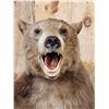 Image 5 : Brown Phase Black Bear Half Body Taxidermy Mount