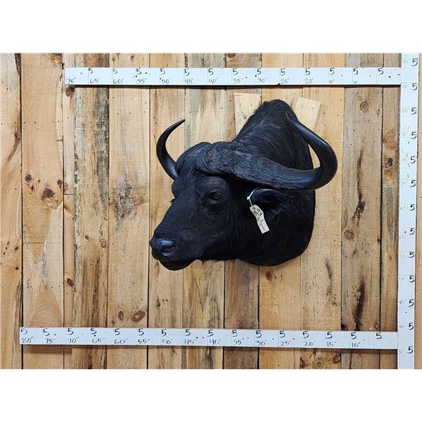 Trophy Class 42" Wide Cape Buffalo Shoulder Mount Taxidermy