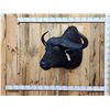 Image 1 : Trophy Class 42" Wide Cape Buffalo Shoulder Mount Taxidermy