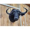 Image 2 : Trophy Class 42" Wide Cape Buffalo Shoulder Mount Taxidermy