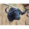 Image 3 : Trophy Class 42" Wide Cape Buffalo Shoulder Mount Taxidermy