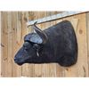 Image 4 : Trophy Class 42" Wide Cape Buffalo Shoulder Mount Taxidermy