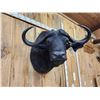Image 5 : Trophy Class 42" Wide Cape Buffalo Shoulder Mount Taxidermy