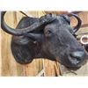Image 6 : Trophy Class 42" Wide Cape Buffalo Shoulder Mount Taxidermy