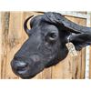 Image 7 : Trophy Class 42" Wide Cape Buffalo Shoulder Mount Taxidermy