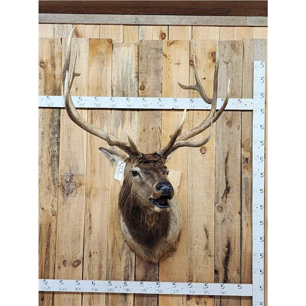 6x6 Bugling Elk Shoulder Mount Taxidermy