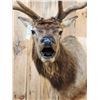 Image 2 : 6x6 Bugling Elk Shoulder Mount Taxidermy