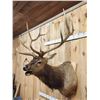 Image 3 : 6x6 Bugling Elk Shoulder Mount Taxidermy