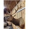 Image 4 : 6x6 Bugling Elk Shoulder Mount Taxidermy