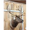 Image 5 : 6x6 Bugling Elk Shoulder Mount Taxidermy