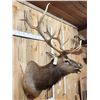 Image 6 : 6x6 Bugling Elk Shoulder Mount Taxidermy