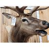 Image 7 : 6x6 Bugling Elk Shoulder Mount Taxidermy