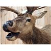 Image 8 : 6x6 Bugling Elk Shoulder Mount Taxidermy
