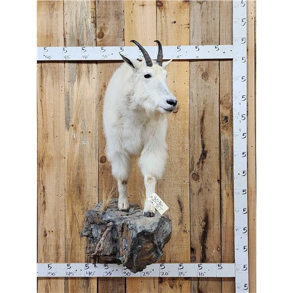 Mountain Goat Half Body Taxidermy Mount