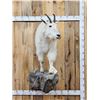 Image 1 : Mountain Goat Half Body Taxidermy Mount