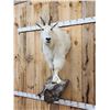 Image 2 : Mountain Goat Half Body Taxidermy Mount