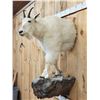 Image 3 : Mountain Goat Half Body Taxidermy Mount